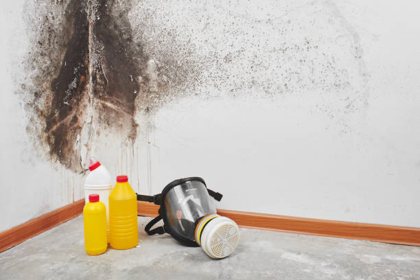 Best Basement Mold Remediation in Girard, KS