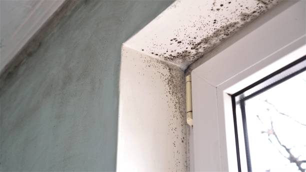 Reliable Girard, KS Mold Remediation Solutions
