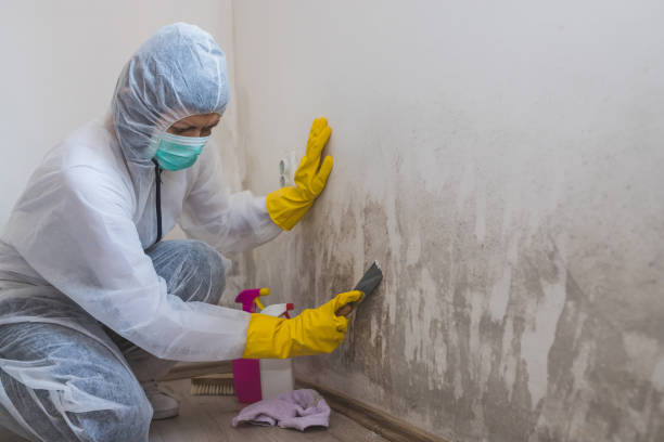 Best Residential Mold Remediation in Girard, KS