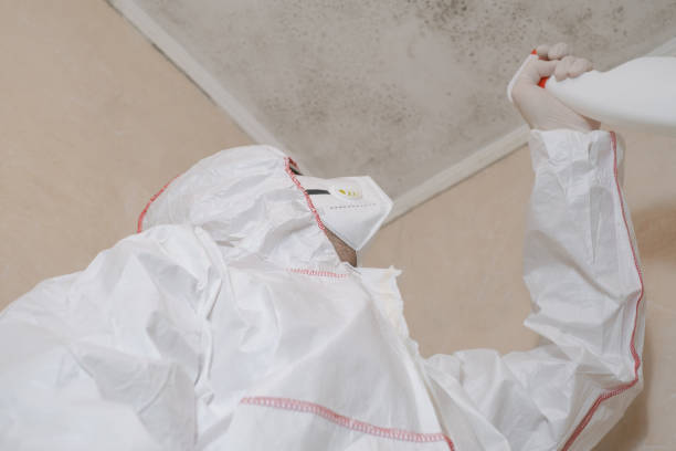 Best Basement Mold Remediation in Girard, KS