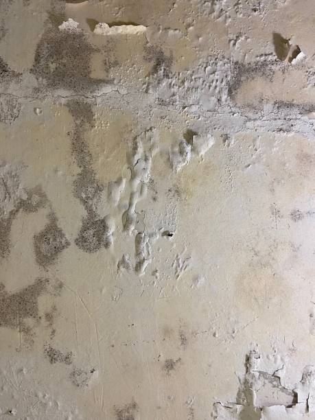 Best Mold Testing and Inspection Services in Girard, KS