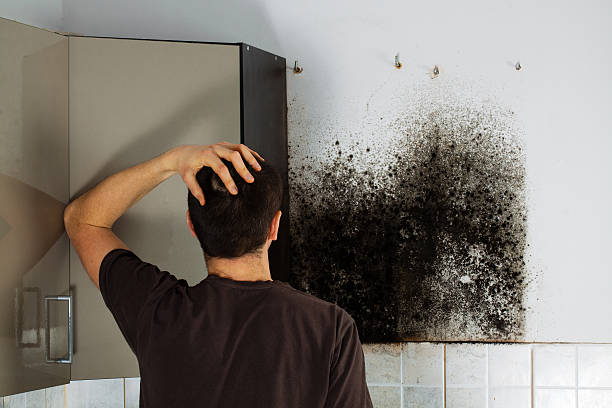 Best DIY Mold Remediation Support Services in Girard, KS