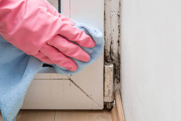 Best Black Mold Remediation in Girard, KS