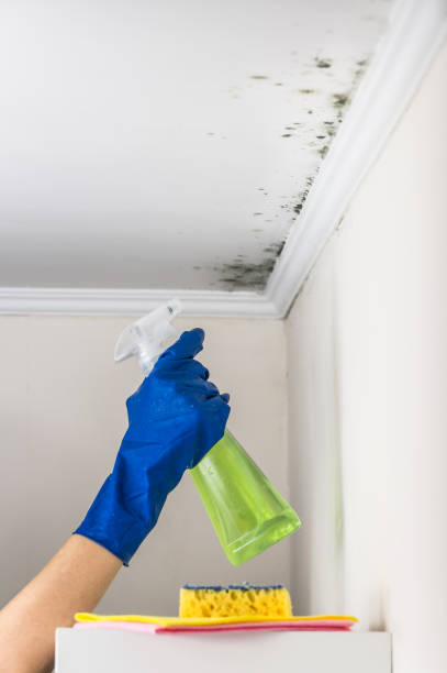 Best Residential Mold Remediation in Girard, KS